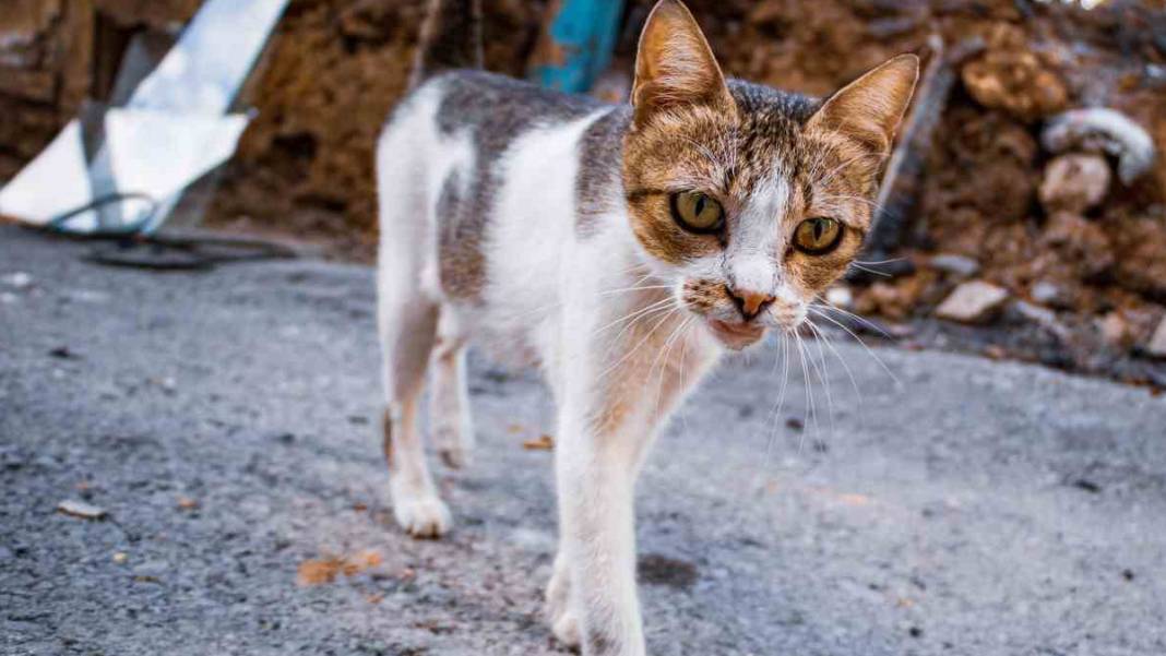Küle dönen evde 6 yavrusunu arıyor 2